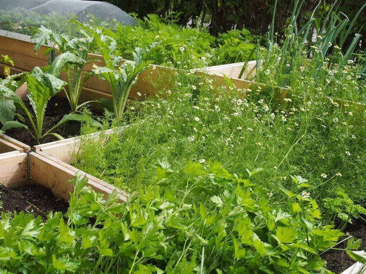 Kateellinen kasvimaasta